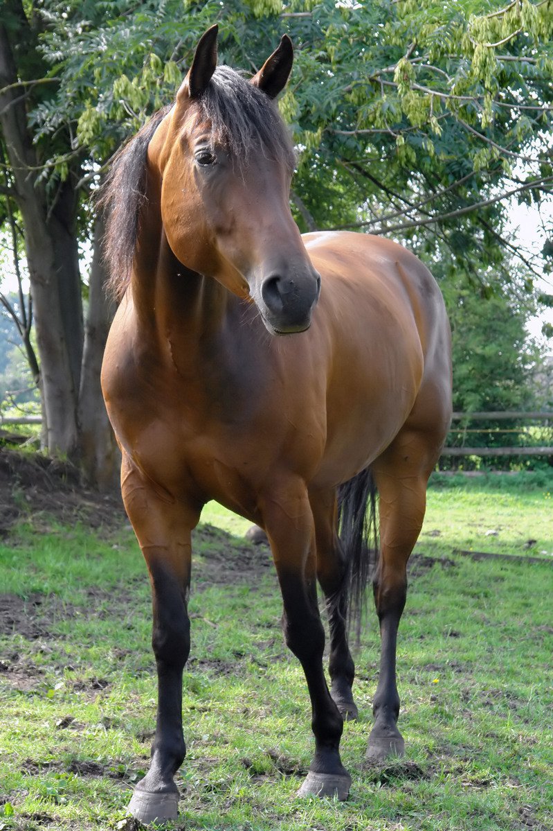 Busco caballo hermoso marron