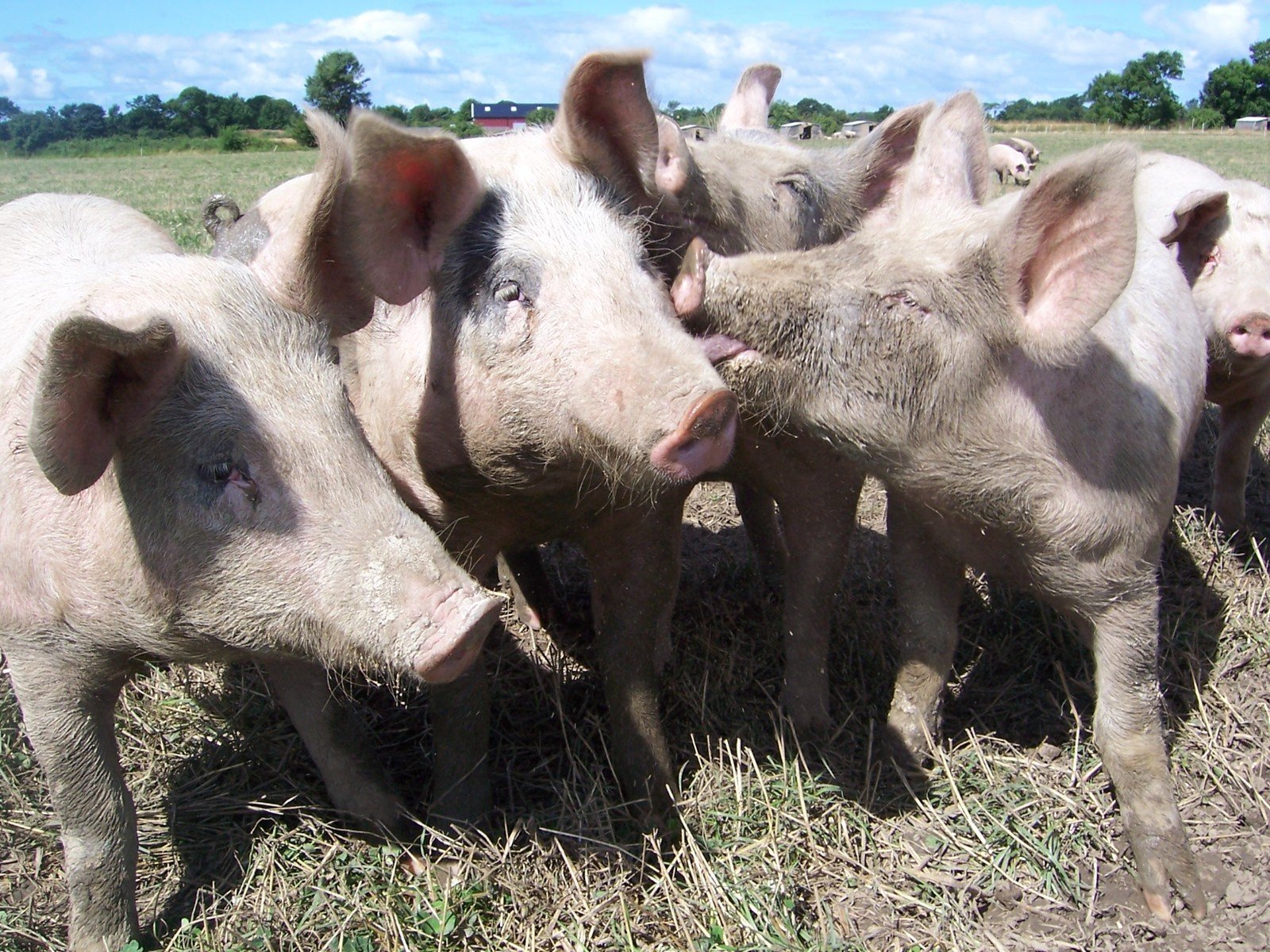 Privado: Cerdos a la venta