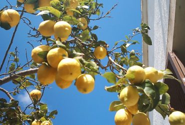 Vendo arboles de limon Meyer