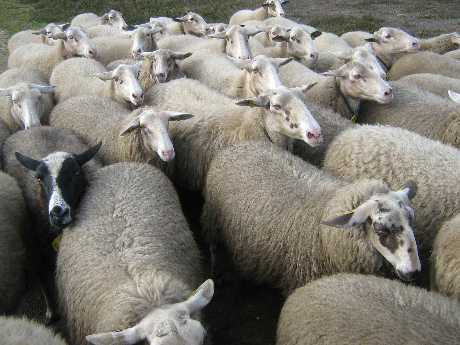 Se busca suplidor de ovejas