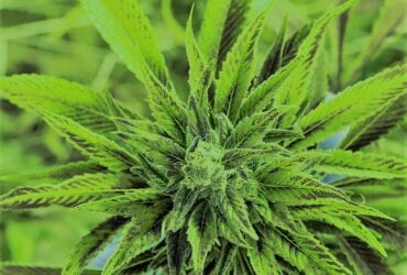 Talleres de Cannabis Medicinal