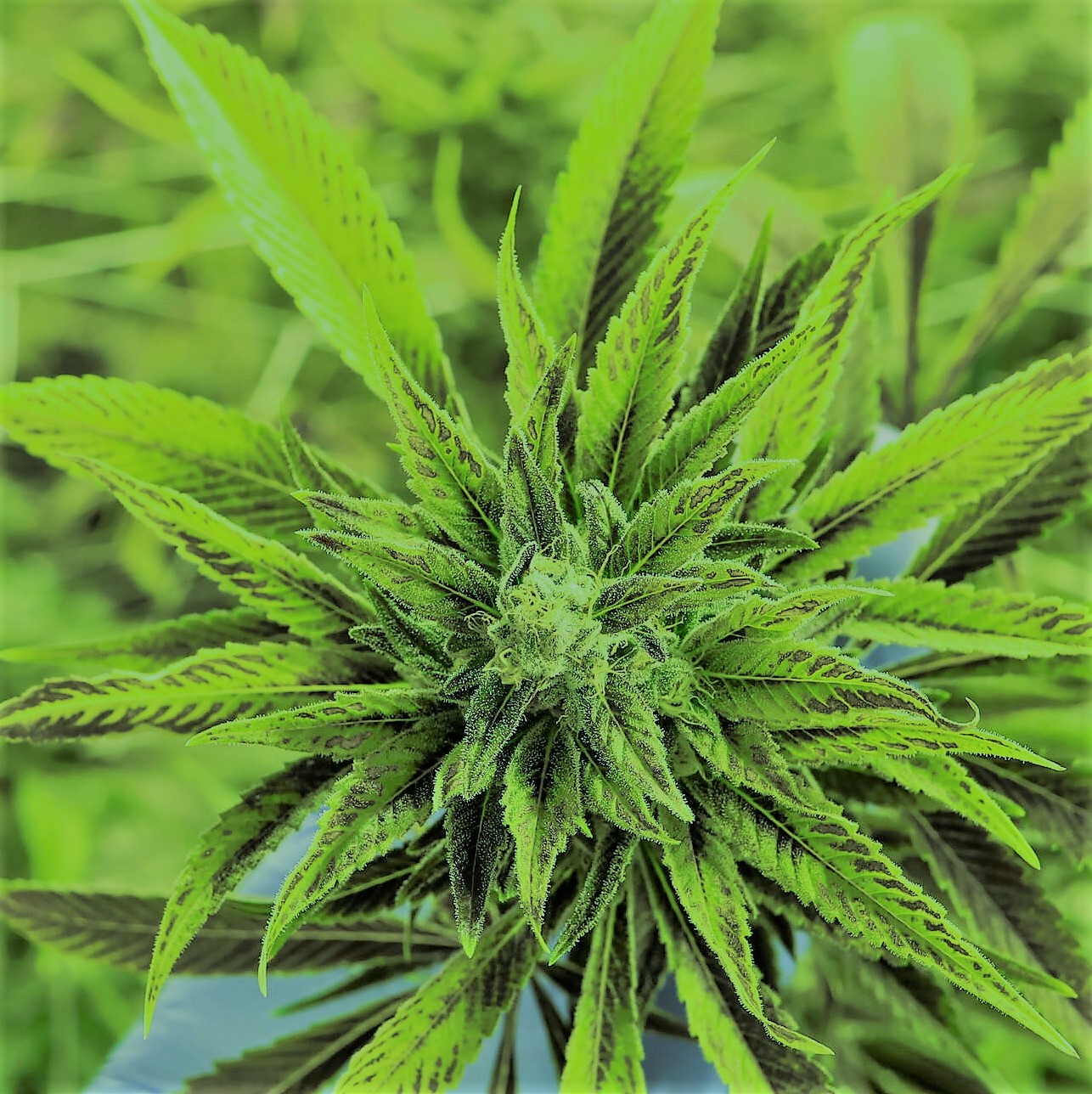 Talleres de Cannabis Medicinal