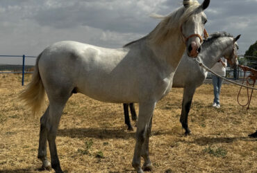 Potro gris de 2 años en adopción