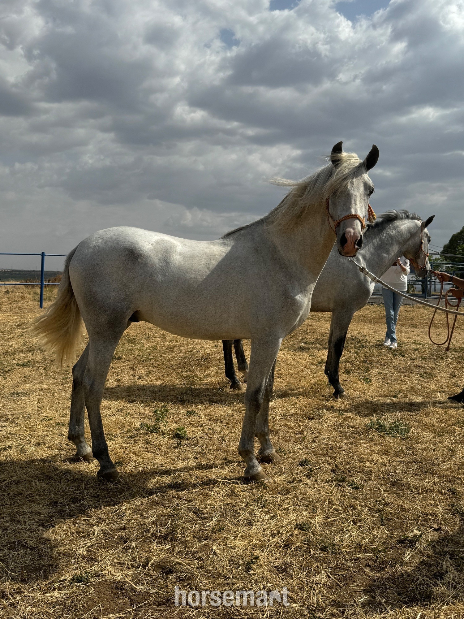 Potro gris de 2 años en adopción