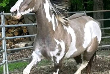 HERMOSO CABALLO PAINT EN VENTA
