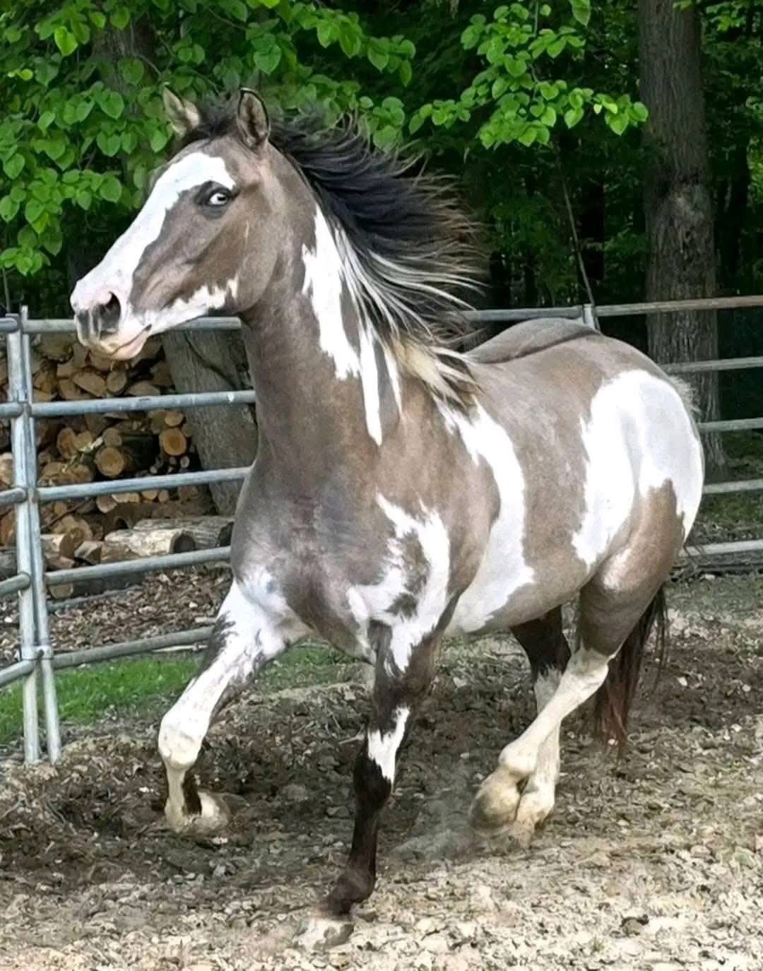 HERMOSO CABALLO PAINT EN VENTA